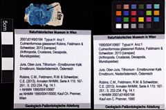 Foto (Objket + Etiketten) von Culmenformosa glaessneri (Robins, Feldmann & Schweitzer, 2013) 